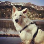 Chien