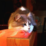 Chat