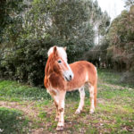 Cheval